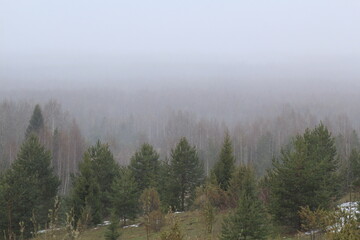 snowfall in the forest of north-eastern Europe in mid-May