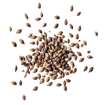 Whole cumin seeds scattered randomly, isolated on a white transparent background.