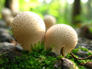 Gemensame Puffball pilz