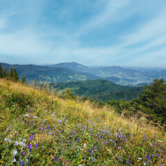 Fototapeta premium Summer mountain view with flowers
