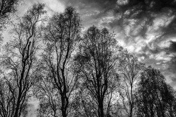 Silhouette of dark trees against sky with clouds