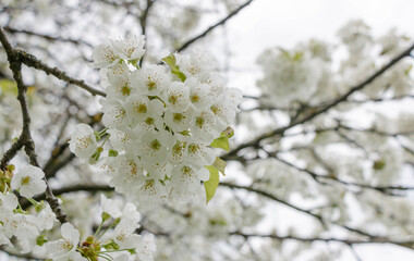 Cherry tree blooms with white flowers in early spring in the garden