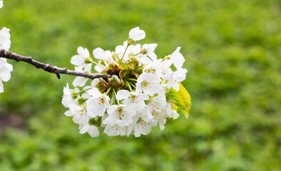 Cherry tree blooms with white flowers in early spring in the garden