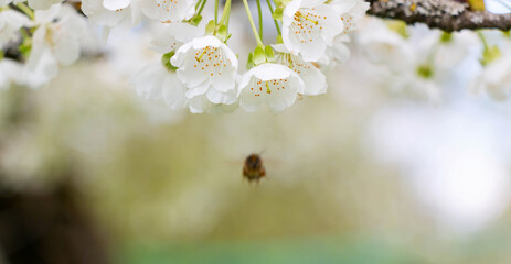 Cherry tree blooms with white flowers in early spring in the garden