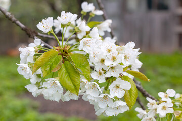 Cherry tree blooms with white flowers in early spring in the garden