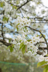 Cherry tree blooms with white flowers in early spring in the garden