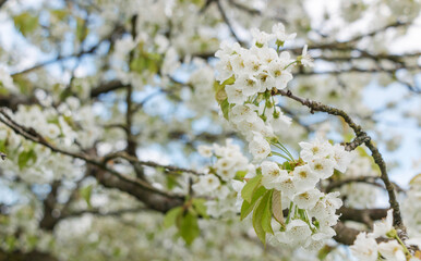 Cherry tree blooms with white flowers in early spring in the garden