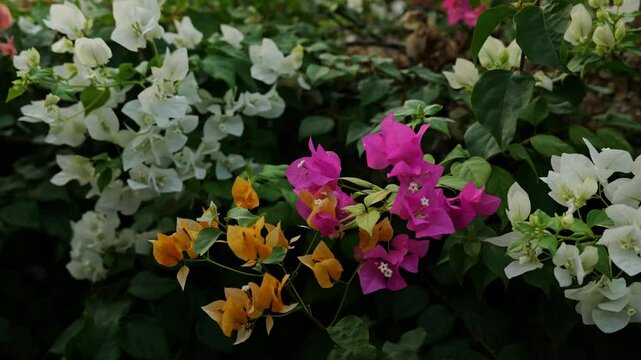 The Bougainvillea is Shown in Full Bloom, Displaying its Beauty and Aesthetic Appeal