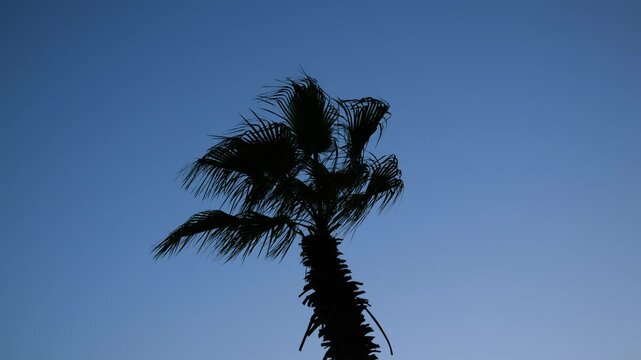 Stunning Silhouette of a Palm Tree Beautifully Set Against the Evening Sky at Dusk