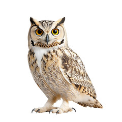 Naklejka premium Owl Portrait: Majestic bird of prey with striking yellow eyes and patterned plumage. A symbol of wisdom and nocturnal grace, standing tall against a black background.