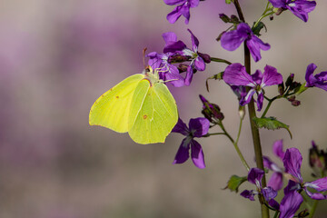A green and yellow butterfly on a purlple flower. Brinstone butterfly. Butterfly on lunaria flower. Spring time in Greece. Butterflies of Europe. Gonepteryx rhamni.
