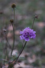 delicate violet Scabiosa flower in full bloom, showcasing intricate petals and vibrant colors. A natural and elegant wildflower, perfect for floral themes, botanical designs, and seasonal compositions