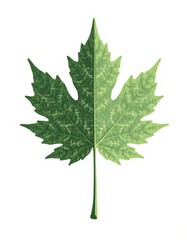 Nature-Inspired Biomimicry: Vein Leaf and Urban Road Network 3D Render for Design Inspiration, 4K, Minimalist White Background, Conceptual Illustration, Copy Space