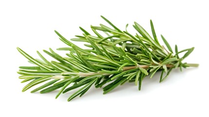 Fototapeta premium Green Rosemary isolated on white background
