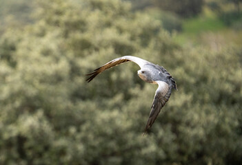 northen grey montagu's Harrier flying in the forest