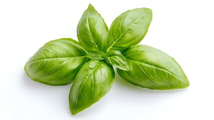 Fototapeta premium Fresh green basil on white background