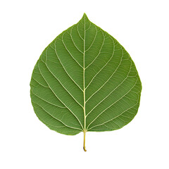 Obraz premium Single vibrant green leaf against a stark black background. The leaf's intricate vein structure is prominently displayed. Isolated botanical specimen.