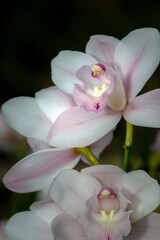 Closeup of flowers of an Orchid (Unknown Variety) against a dark background