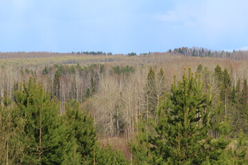 Fototapeta premium beautiful forest on a sunny May day