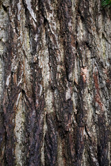 Closeup of bark of large-leaved lime tree (Tilia platyphyllos)