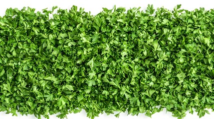 Obraz premium Fresh green chopped parsley leaves isolated