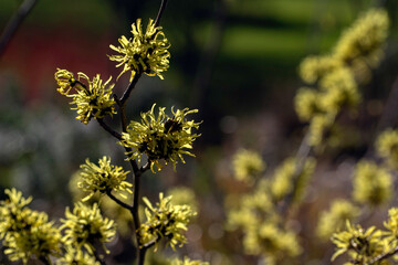 Fototapeta premium Closeup of flowers of witch hazel (Hamamelis × intermedia 'Pallida') in a garden in late winter