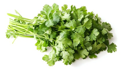 Fototapeta premium coriander or cilantro leaves isolated on white