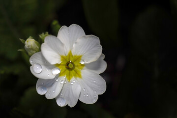 Closeup of a single flower of Polyanthus (Primula &times; polyantha) isolated against a dark background