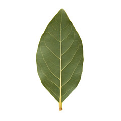 Fototapeta premium A single, vibrant green leaf with prominent veins isolated against a black background, showcasing nature's intricate details and organic beauty.