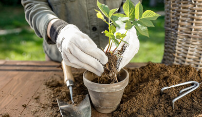 Woman gardener potting plant on wooden table with soil scattered with garden and natural sun light...