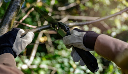Two hands wearing work gloves and using hand saw to cut through tree branch in sunlit garden.