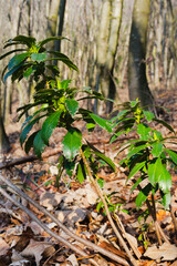 Daphne laureola, also known as spurge-laurel, daphne-laurel, olive-spurge.