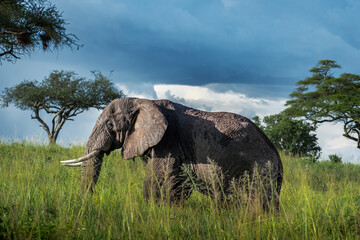 Ein einsamer Elefant zieht in der Abendsonne durch die dichte Savanne im Tarangire Nationalpark in...