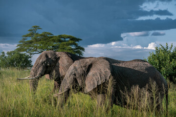 Zwei Elefanten ziehen in der Abendsonne durch die dichte Savanne im Tarangire Nationalpark in...