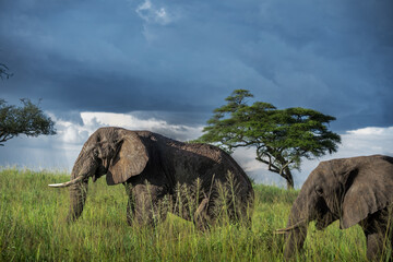 Zwei Elefanten ziehen in der Abendsonne durch die dichte Savanne im Tarangire Nationalpark in...