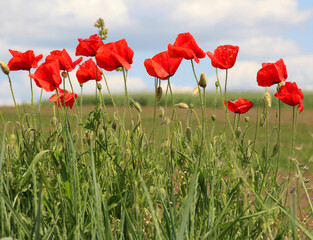 Flowering wild poppy (Papaver rhoeas)