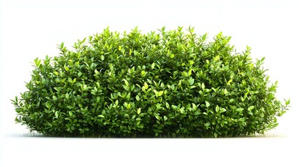 Obraz premium green bush isolated on white background