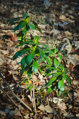 Daphne laureola, also known as spurge-laurel, daphne-laurel, olive-spurge.