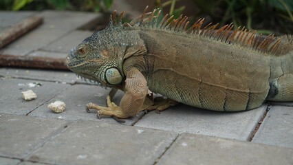 Portrait of a Green Iguana or is a species of herbivorous lizard that has a large body. It has...