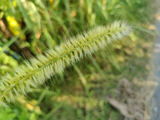 beautiful tropical garden with green trees ,beautiful view of the park