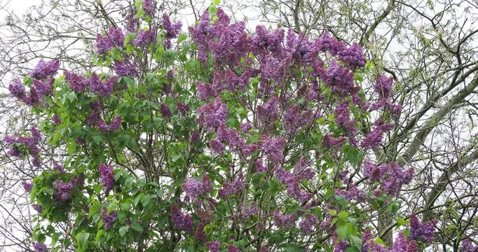 Common lilac (Syringa vulgaris). Spreading shrub with canical clusters of fragrant white to pink-purple flowers in terminal panicles on upright branches