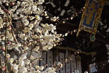 早春の北野天満宮　三光門の白梅(京都市上京区)