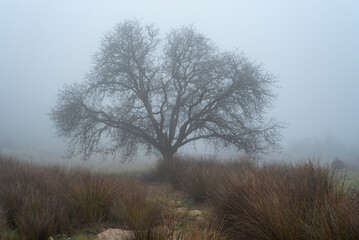 Wonderful landscape of the forest and trees behind the fog