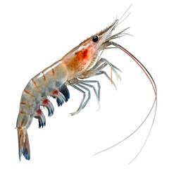 Photography of Shrimp-like Zooplankton Species on the transparent background
