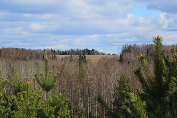 beautiful forest on a sunny May day