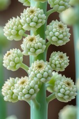 A close up of a plant with white flowers