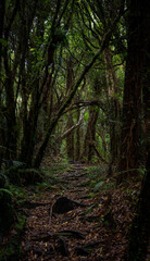 Trees shaped like archway in dense forest at Te Au track, New Zealand