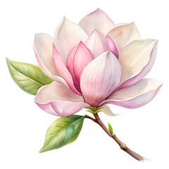 Fototapeta premium lotus flower isolated on transparent background