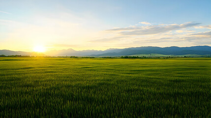 Obraz premium Golden Sunlight Over Lush Green Field At Sunset With Blue Sky And Cloudscape