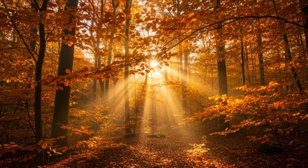 Fototapeta premium Sunlight Streaming Through Golden Autumn Forest with Fallen Leaves on Ground